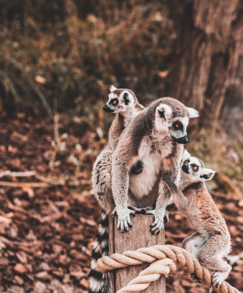 Madagascar lémuriens